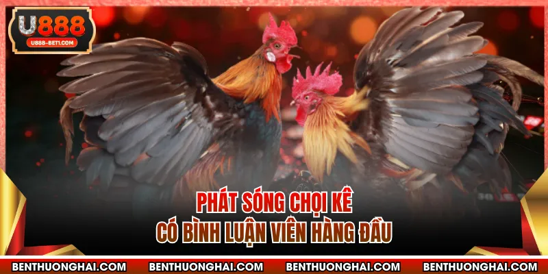 Phát sóng chọi kê có bình luận viên hàng đầu